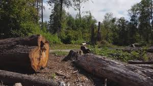 How Our Tree Care Process Works  in  Gold River, CA
